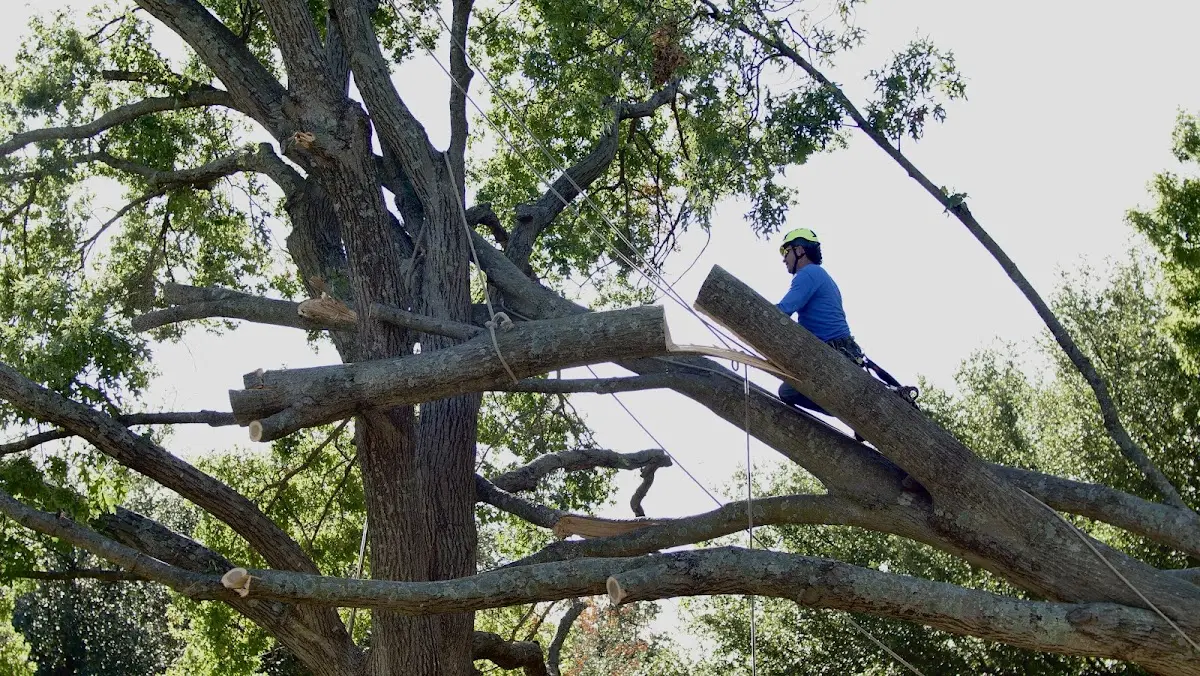 Professional Crown Thinning performed by certified arborists in Pembina