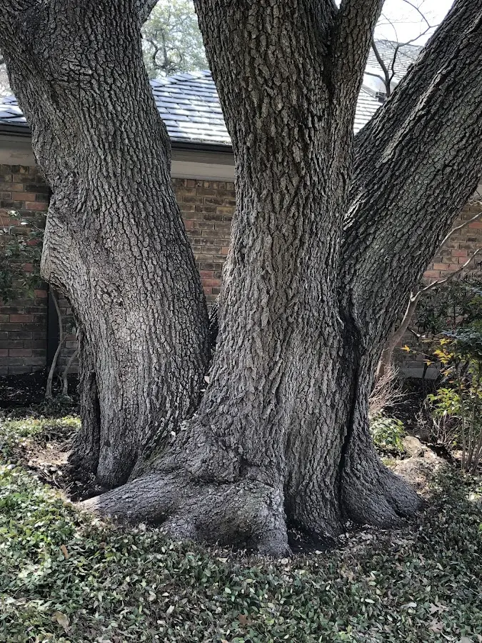 Mature heritage tree close to a Pembina property cared for by certified arborists
